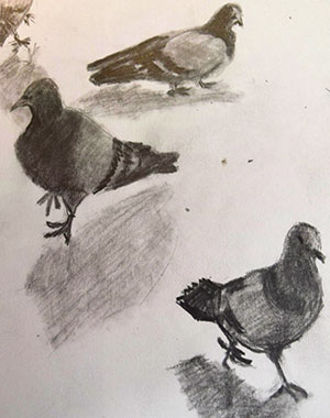 graphite sketch of pigeons in Sete, France