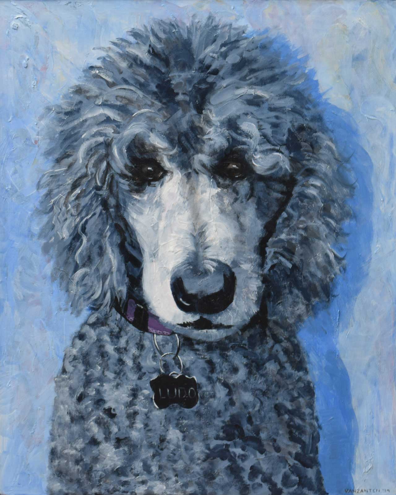portrait of Ludo the standard poodle