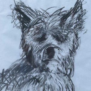 Jack the terrier-silky cross staring at you